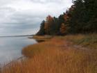 Fall view -  looking east along northern side of Little Narrows Point.
